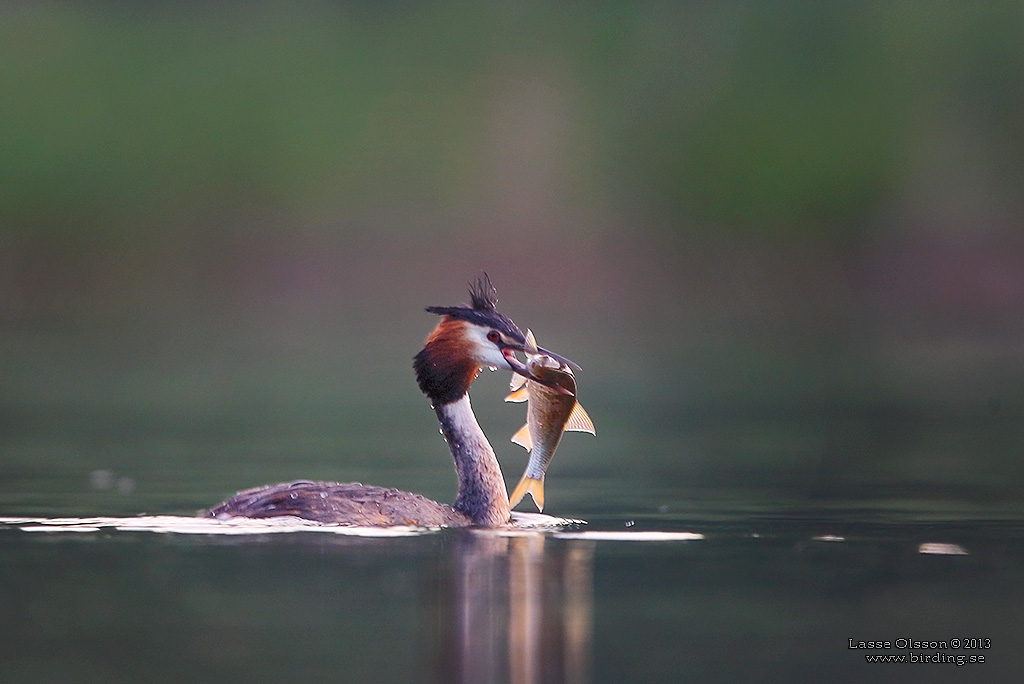 SKGGDOPPING / GREAT CRESTED GREBE (Podiceps cristatus) - Stng / Close