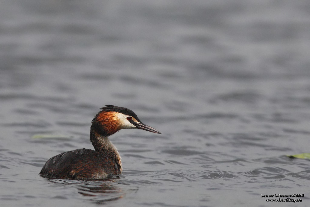 SKGGDOPPING / GREAT CRESTED GREBE (Podiceps cristatus) - Stng / Close