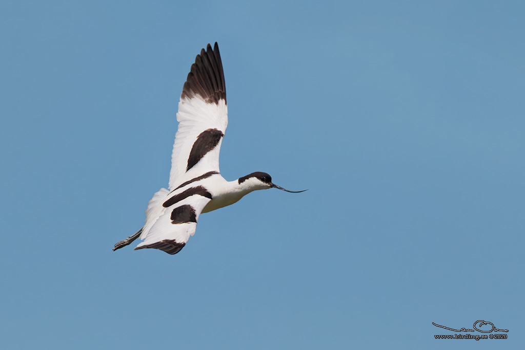 SKRFLCKA / PIED AVOCET (Recurvirostra avosetta)  - Stng / Close