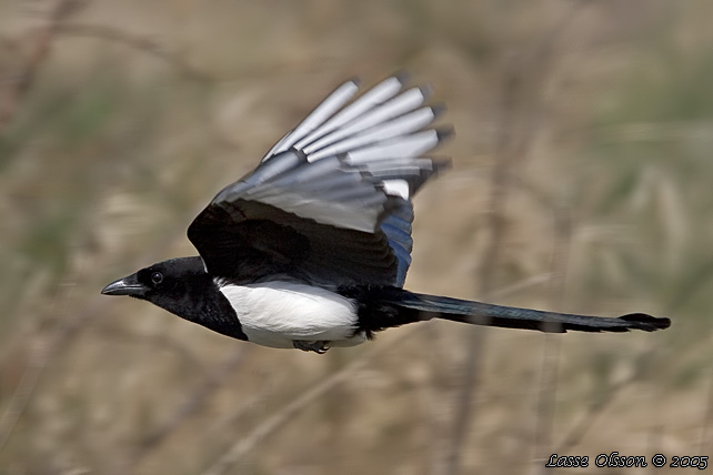 SKATA / EURASIAN MAGPIE (Pica pica)