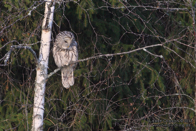 SLAGUGGLA / URAL OWL (Strix uralensis) - stor bild / full size