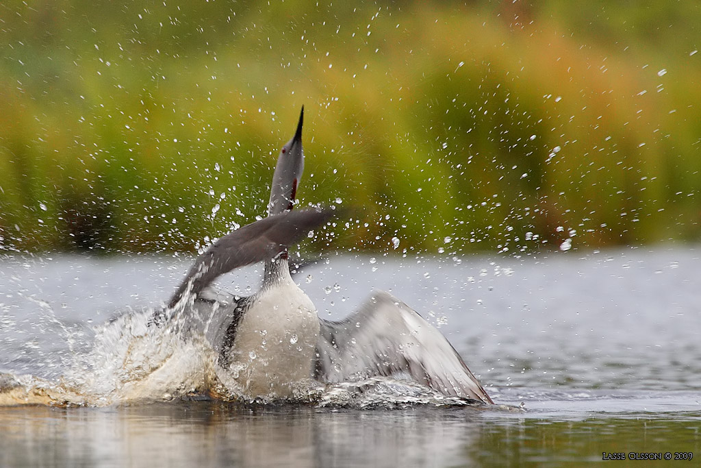SMLOM / RED-THROATED LOON (Gavia stellata) - Stng / Close
