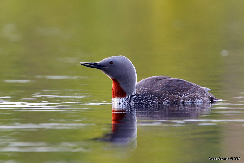 SMLOM / RED-THROATED LOON (Gavia stellata) - Stng / Close