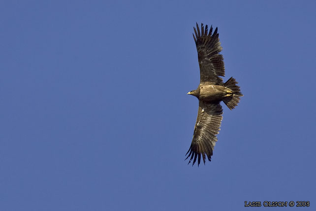 STPPRN / STEPPE EAGLE (Aquila nipalensis) - stor bild / full size
