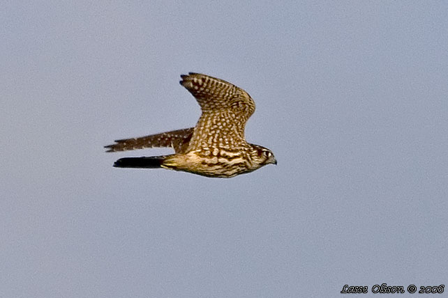 STENFALK / MERLIN (Falco columbaris)