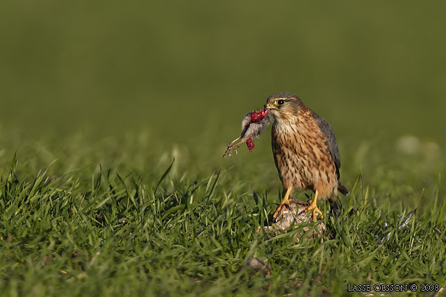 STENFALK / MERLIN (Falco columbaris) - stor bild / full size