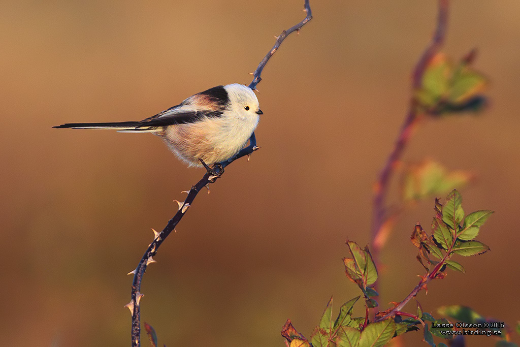 STJRTMES / LONG-TAILED TIT (Aegithalos caudatus) - Stng / Close
