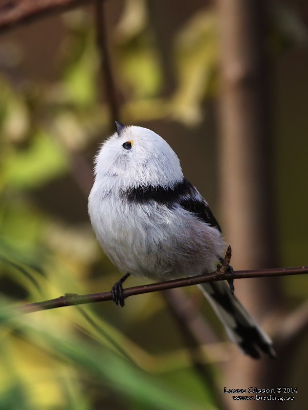 STJRTMES / LONG-TAILED TIT (Aegithalos caudatus) - Stng / Close