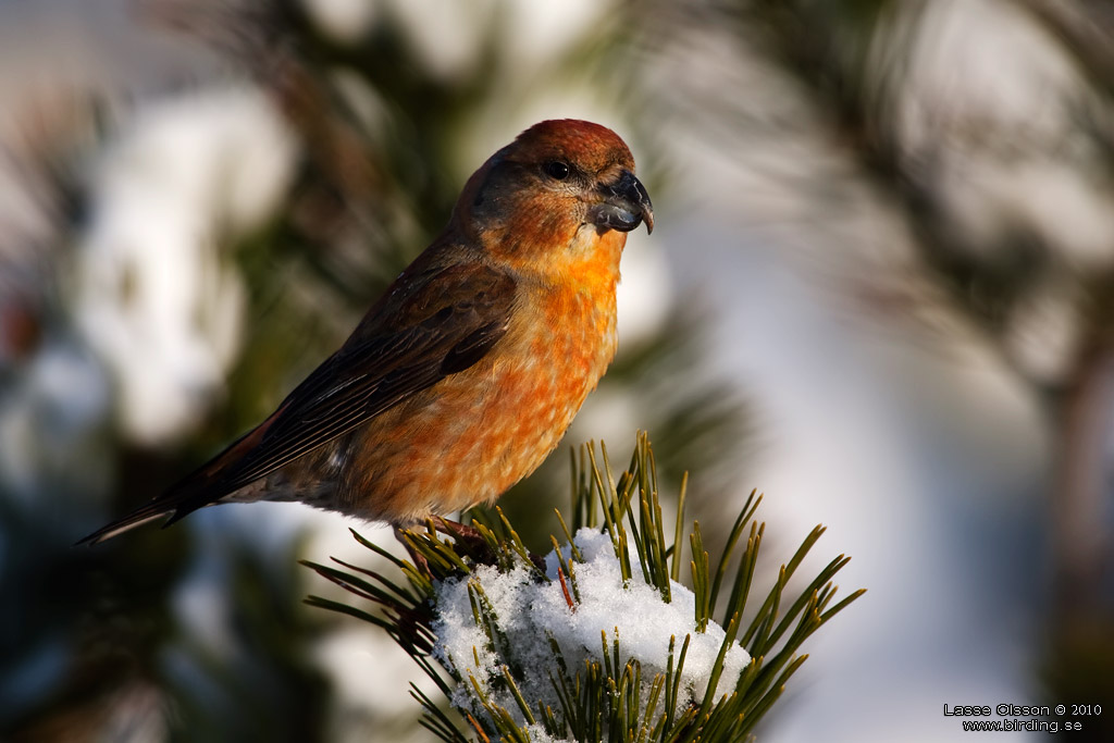 STRRE KORSNBB / PARROT CROSSBILL (Loxia pytyopsittacus) - Stng / Close