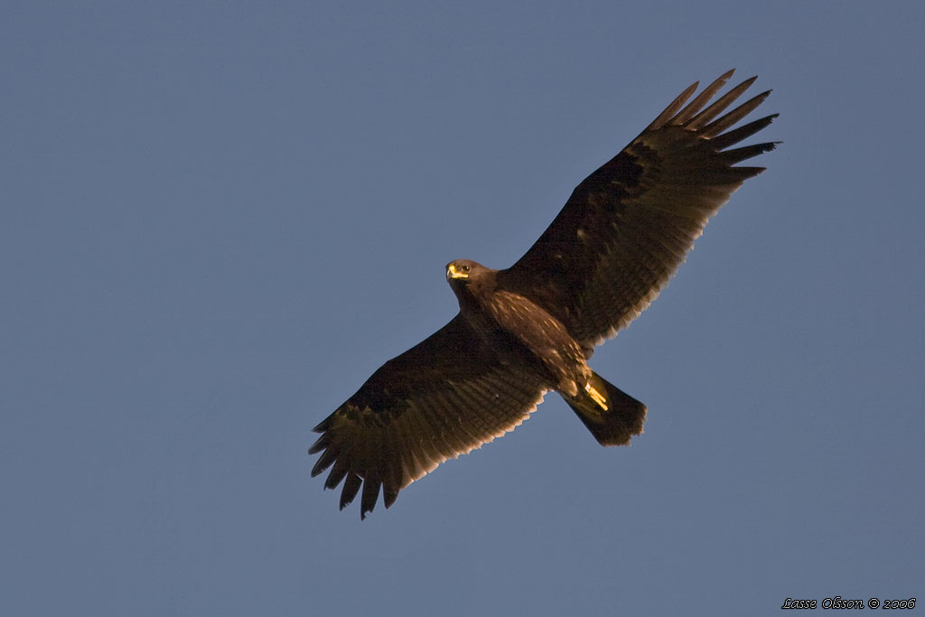 STRRE SKRIKRN / GREATER SPOTTED EAGLE (Clanga clanga) - Stng / Close