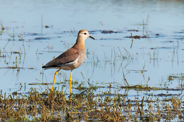 SUMPVIPA/WHITE-TAILED LAPWING (Vanellus leucurus)