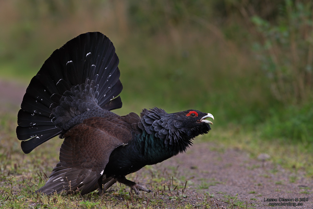 TJDER / WESTERN CAPERCAILLIE (Tetrao urogallus) - Stng / Close