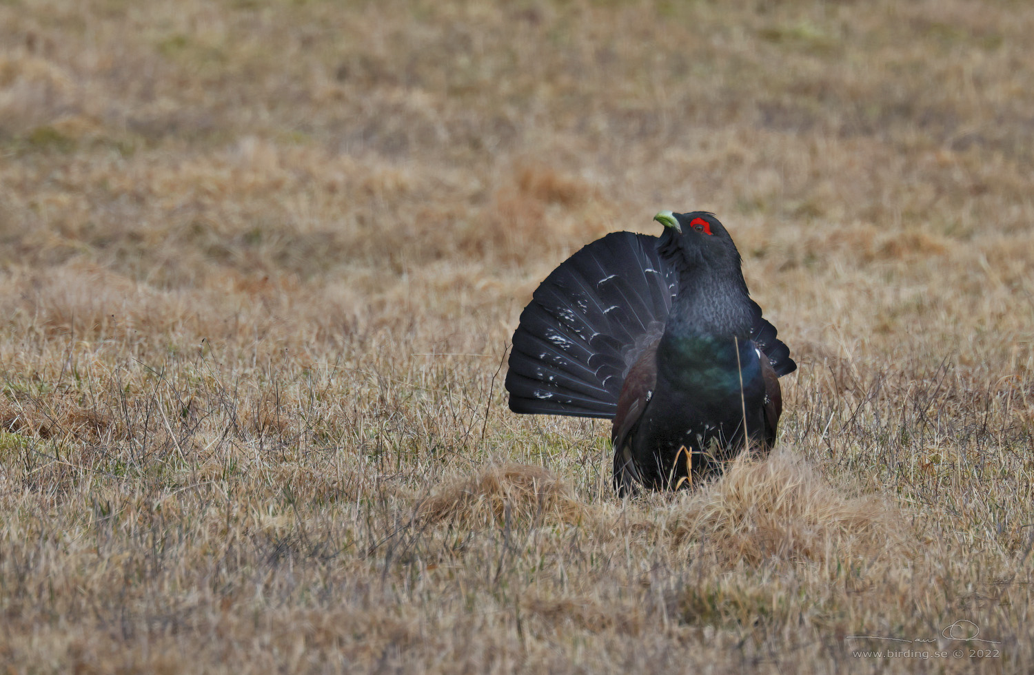 TJDER / WESTERN CAPERCAILLIE (Tetrao urogallus) - Stng / Close