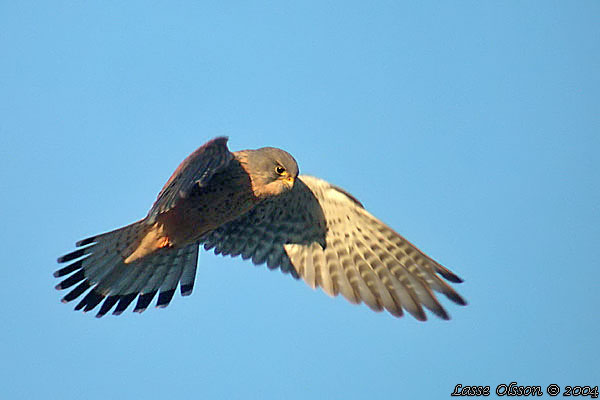 TORNFALK / COMMON KESTREL (Falco tinnunculus)
