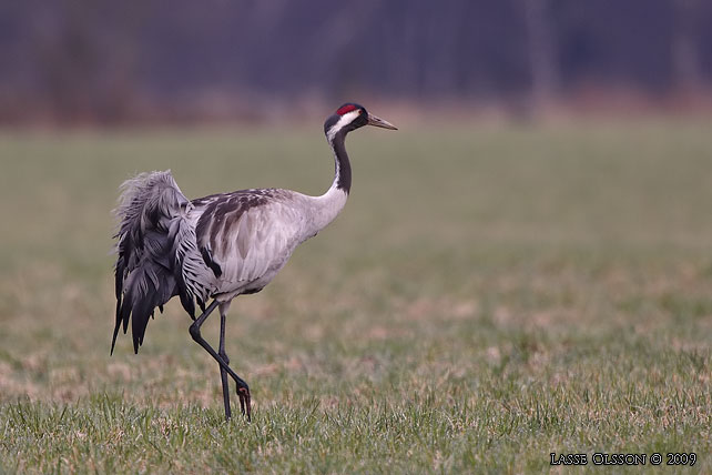 TRANA / COMMON CRANE (Grus grus) - stor bild / full size