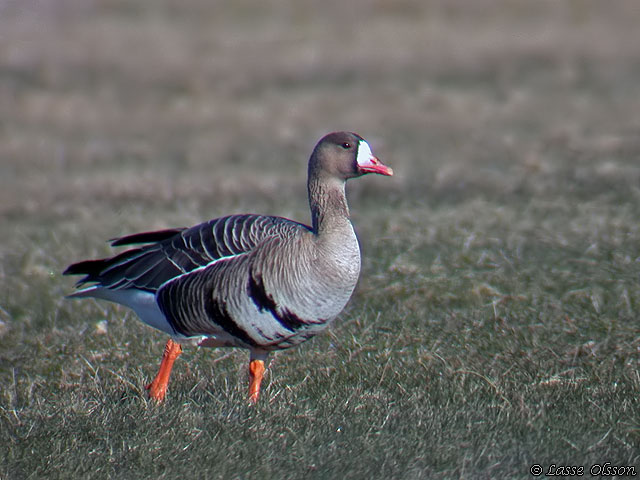 BLSGS / WHITE-FRONTED GOOSE (Anser albifrons) 