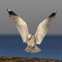 Fiskms / Mew Gull (Larus canus)