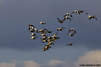 Ejder / Eider (Somateria molissima)