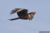 Rd glada / Red Kite (Milvus milvus)