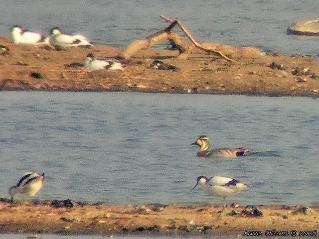 GULKINDAD KRICKA / BAIKAL TEAL (Anas formosa)