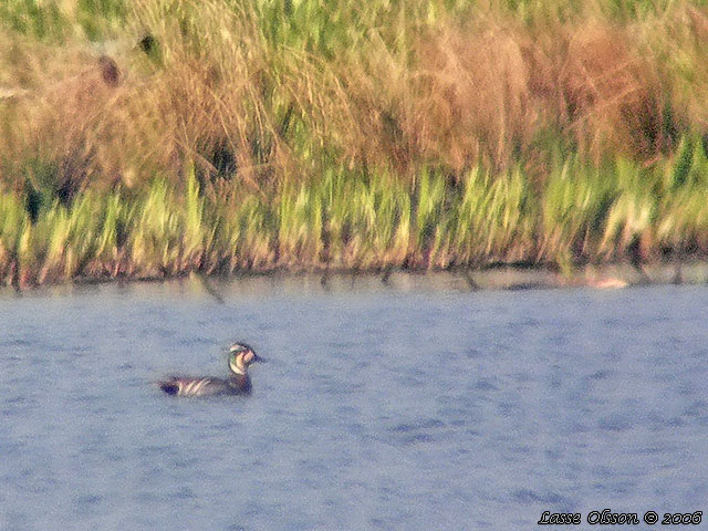 GULKINDAD KRICKA / BAIKAL TEAL (Anas formosa)