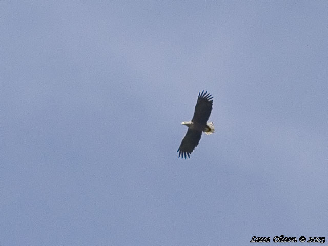HAVSRN / WHITE-TAILED EAGLE (Haliaetus albicilla)