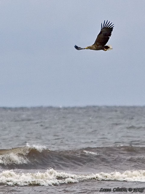 HAVSRN / WHITE-TAILED EAGLE (Haliaetus albicilla)