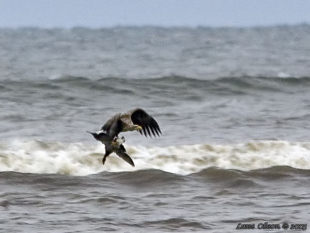 HAVSRN / WHITE-TAILED EAGLE (Haliaetus albicilla)