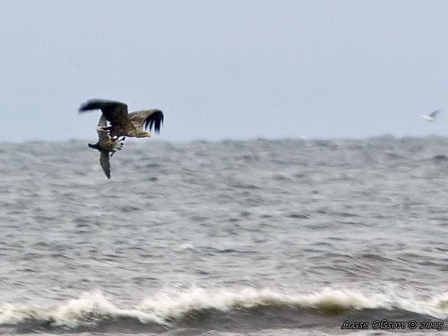 HAVSRN / WHITE-TAILED EAGLE (Haliaetus albicilla)