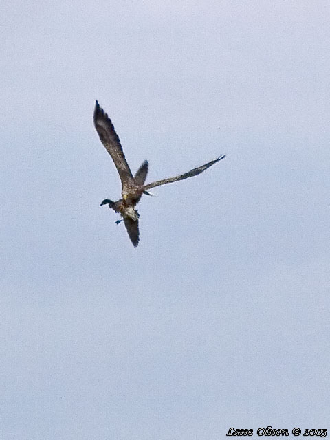 HAVSRN / WHITE-TAILED EAGLE (Haliaetus albicilla)