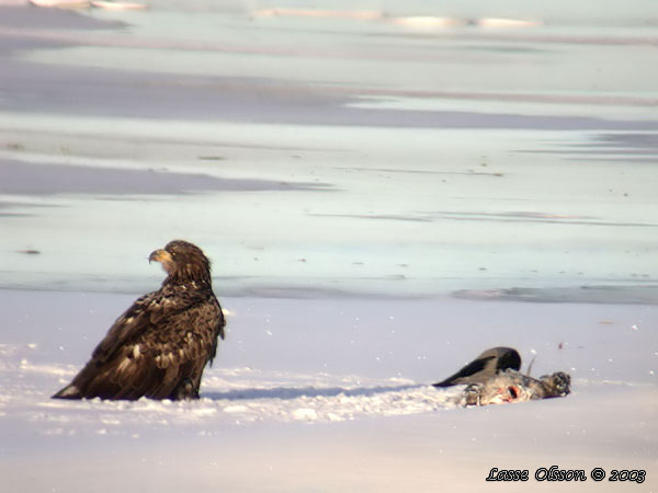 HAVSRN / WHITE-TAILED EAGLE (Haliaetus albicilla)