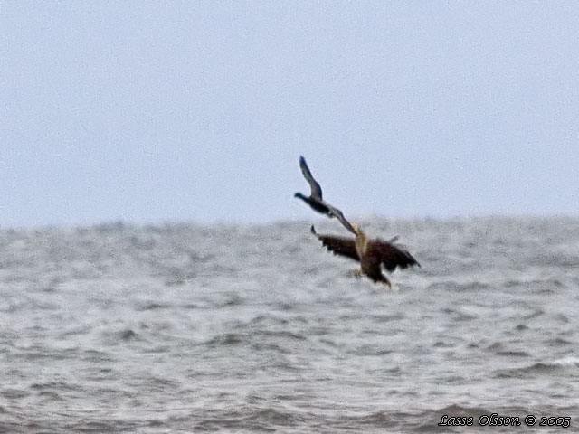 HAVSRN / WHITE-TAILED EAGLE (Haliaetus albicilla)