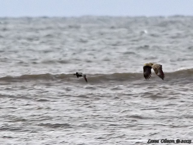 HAVSRN / WHITE-TAILED EAGLE (Haliaetus albicilla)