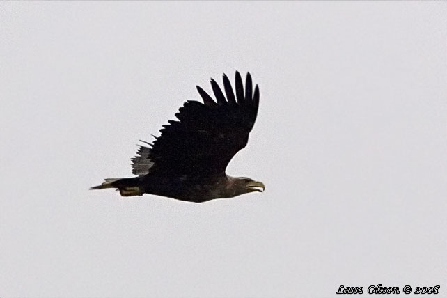 HAVSRN / WHITE-TAILED EAGLE (Haliaetus albicilla)
