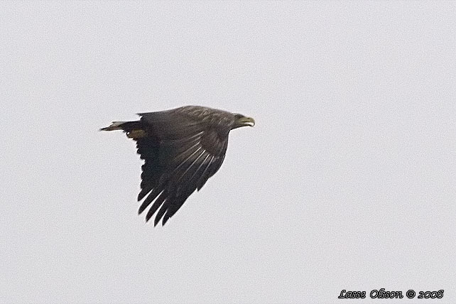 HAVSRN / WHITE-TAILED EAGLE (Haliaetus albicilla)
