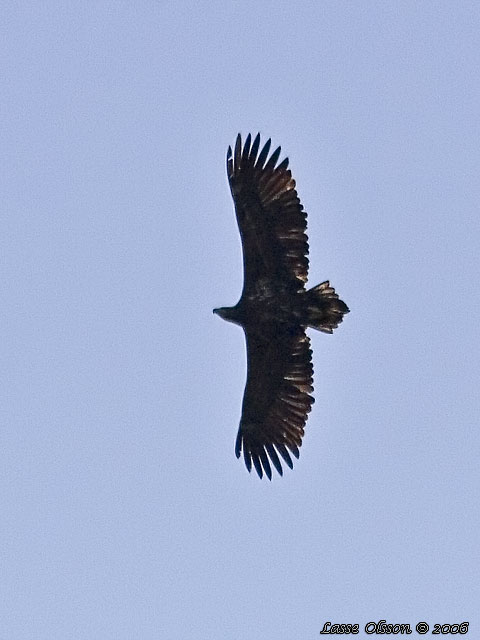 HAVSRN / WHITE-TAILED EAGLE (Haliaetus albicilla)