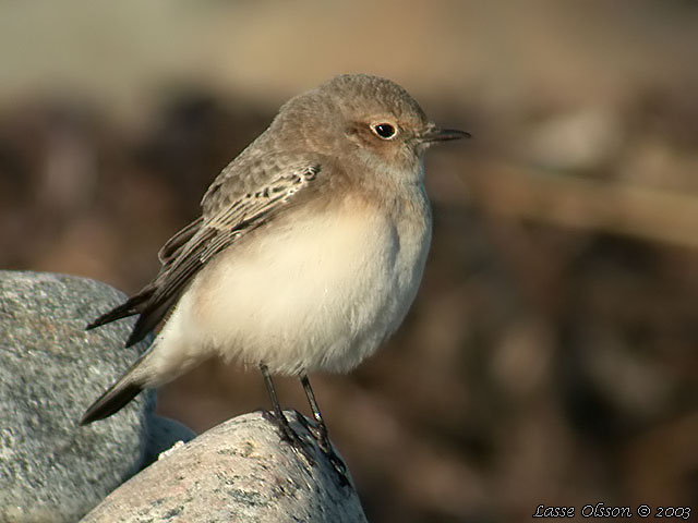 NUNNESTENSKVTTA / PIED WHEATEAR (Oenanthe pleschanka)