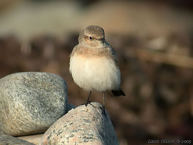 NUNNESTENSKVTTA / PIED WHEATEAR (Oenanthe pleschanka)