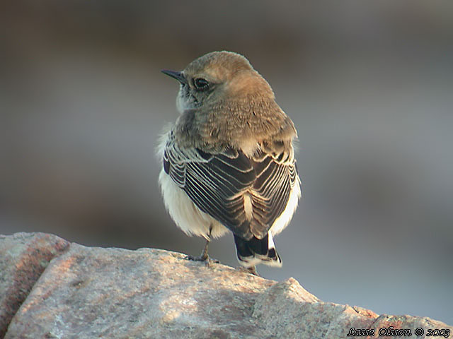 NUNNESTENSKVTTA / PIED WHEATEAR (Oenanthe pleschanka)