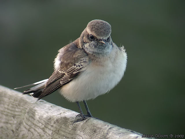 NUNNESTENSKVTTA / PIED WHEATEAR (Oenanthe pleschanka)