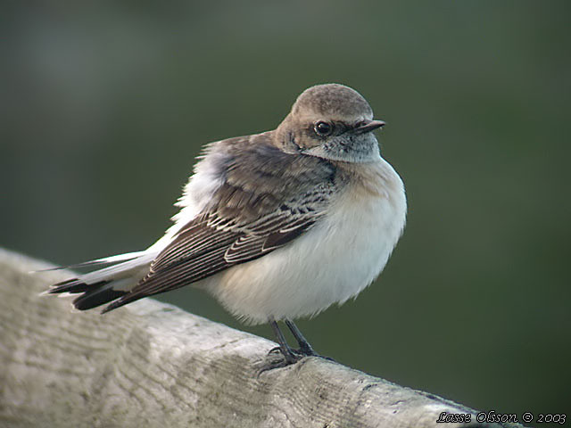 NUNNESTENSKVTTA / PIED WHEATEAR (Oenanthe pleschanka)