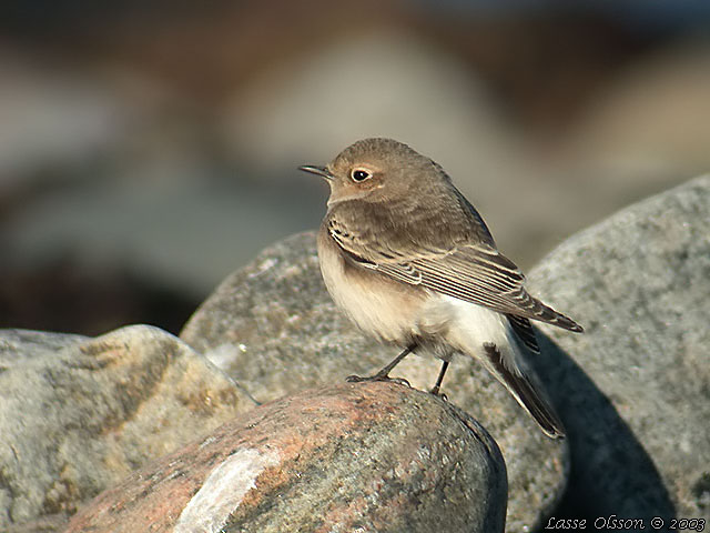 NUNNESTENSKVTTA / PIED WHEATEAR (Oenanthe pleschanka)