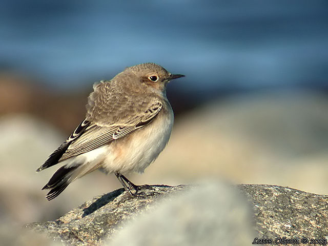 NUNNESTENSKVTTA / PIED WHEATEAR (Oenanthe pleschanka)
