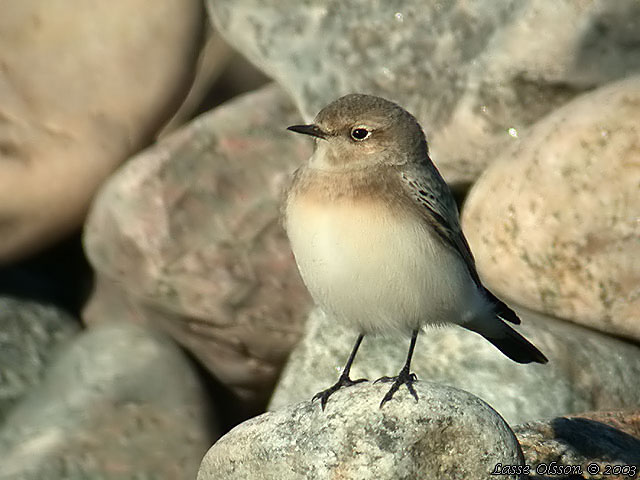 NUNNESTENSKVTTA / PIED WHEATEAR (Oenanthe pleschanka)