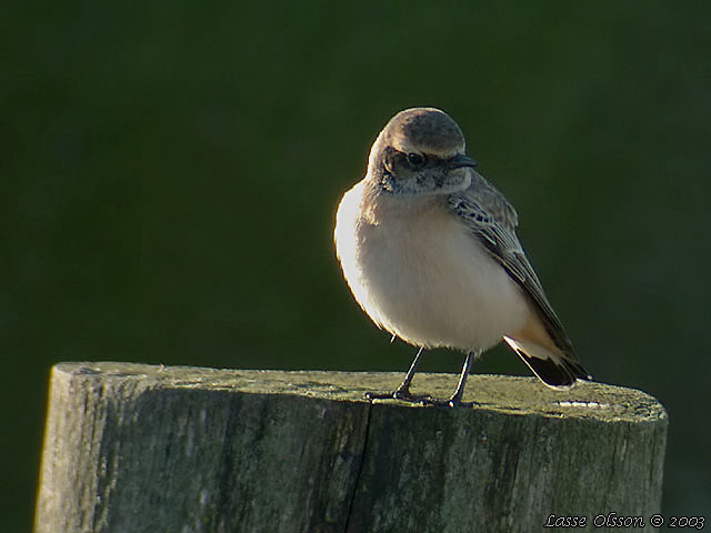 NUNNESTENSKVTTA / PIED WHEATEAR (Oenanthe pleschanka)