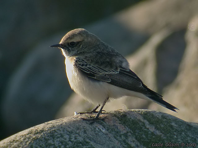 NUNNESTENSKVTTA / PIED WHEATEAR (Oenanthe pleschanka)