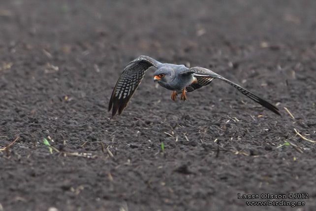 AFTONFALK, RED-FOOTED FALCON, Falco vespertinus - adult female