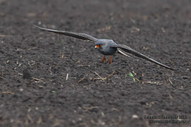 AFTONFALK, RED-FOOTED FALCON, Falco vespertinus - adult female