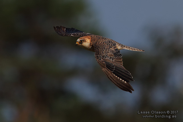 AFTONFALK, RED-FOOTED FALCON, Falco vespertinus - adult female