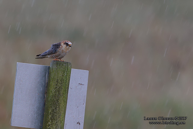 AFTONFALK, RED-FOOTED FALCON, Falco vespertinus - adult female